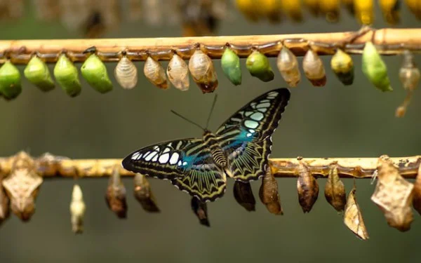 Understanding the Parallels Between AI and Agile Transformations